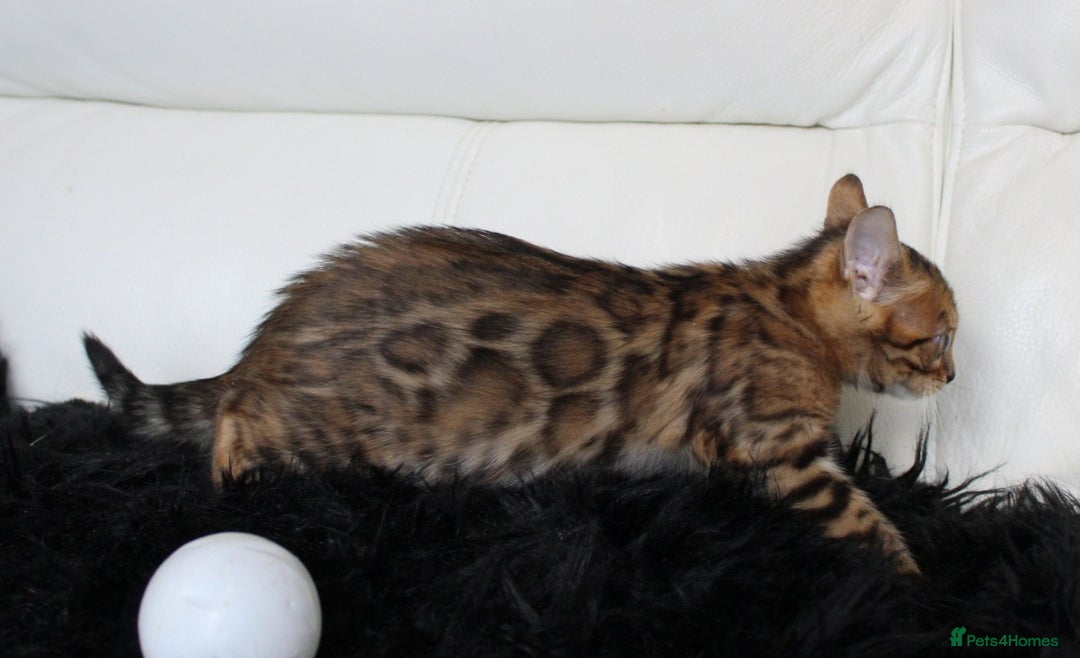 Bengal cats for sale: Beautiful Bengal kittens - Image 14