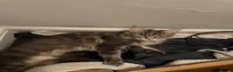 Maine Coon cats for sale: Tilly - 1.5 yr old Maine coon - Advert 6