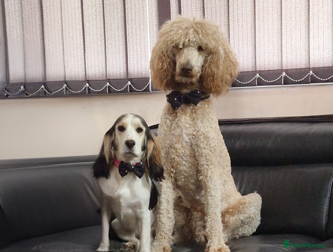 Poodle dogs for sale: Poodle pups.  Ready now - Image 4