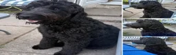 Labradoodle dogs for sale: Beautiful black F2 Labradoodles in Crewe in Crewe - Advert 8