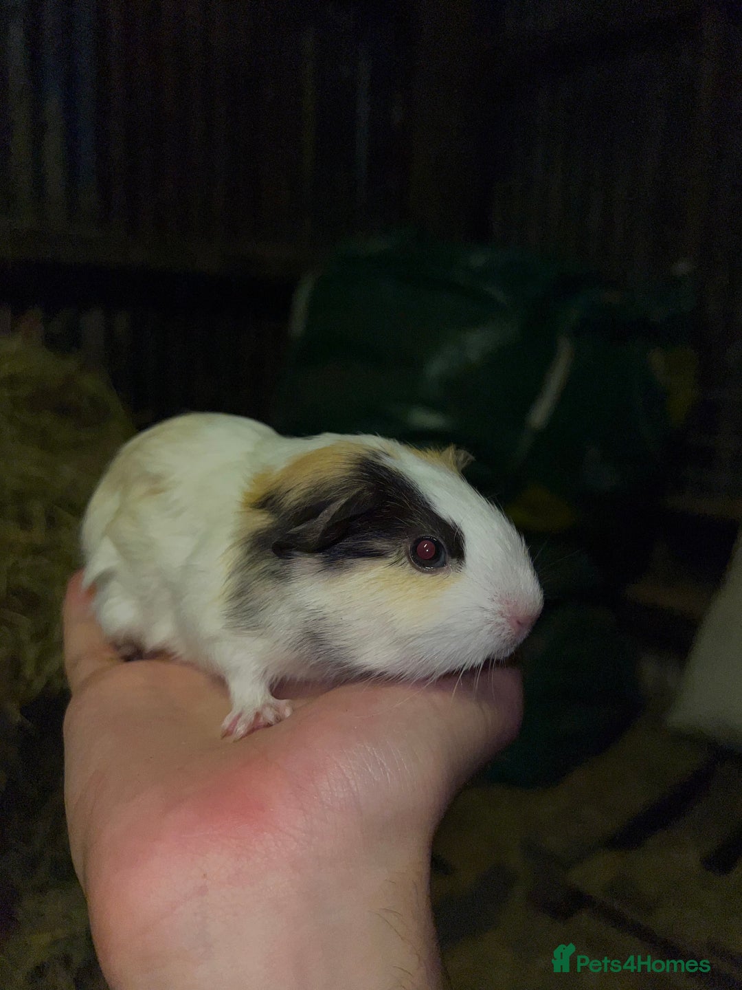 Guinea Pig rodents for sale: two guinea pig boars - Image 3
