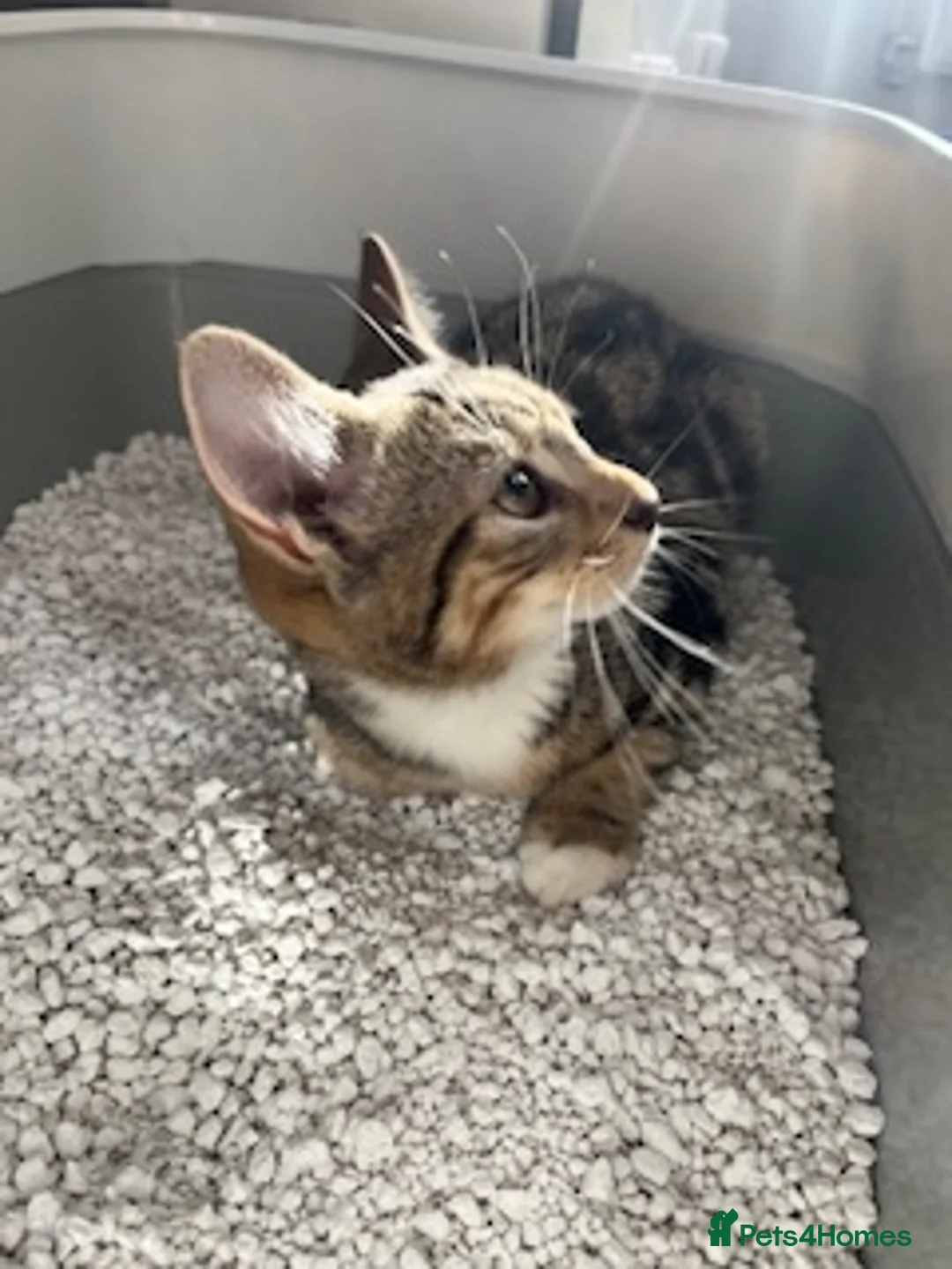 British Shorthair cats for sale: Male kitten WITH EQUIPMENT in Horley - Advert 3