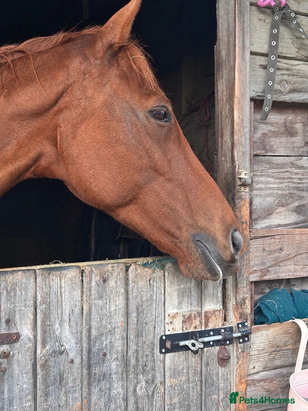 English Thoroughbred horses for sale: Super safe confidence teens horse in Lingfield - Advert 2