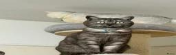British Shorthair cats for sale: British Shorthair  - Advert 39