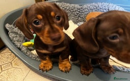 Miniature Dachshund dogs for sale: 1 girl & 3 boys ready Now Mini Dachshunds  - Image 3