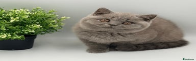 British Shorthair blue