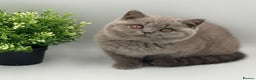 British Shorthair cats for sale: PEDIGREE REGISTERED CHUNKY BRITISH SHORTHAIRS  - Advert 24