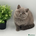 British Shorthair blue