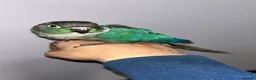 Conures birds for sale: Tame proven male turquoise conure with DNA - Advert 2