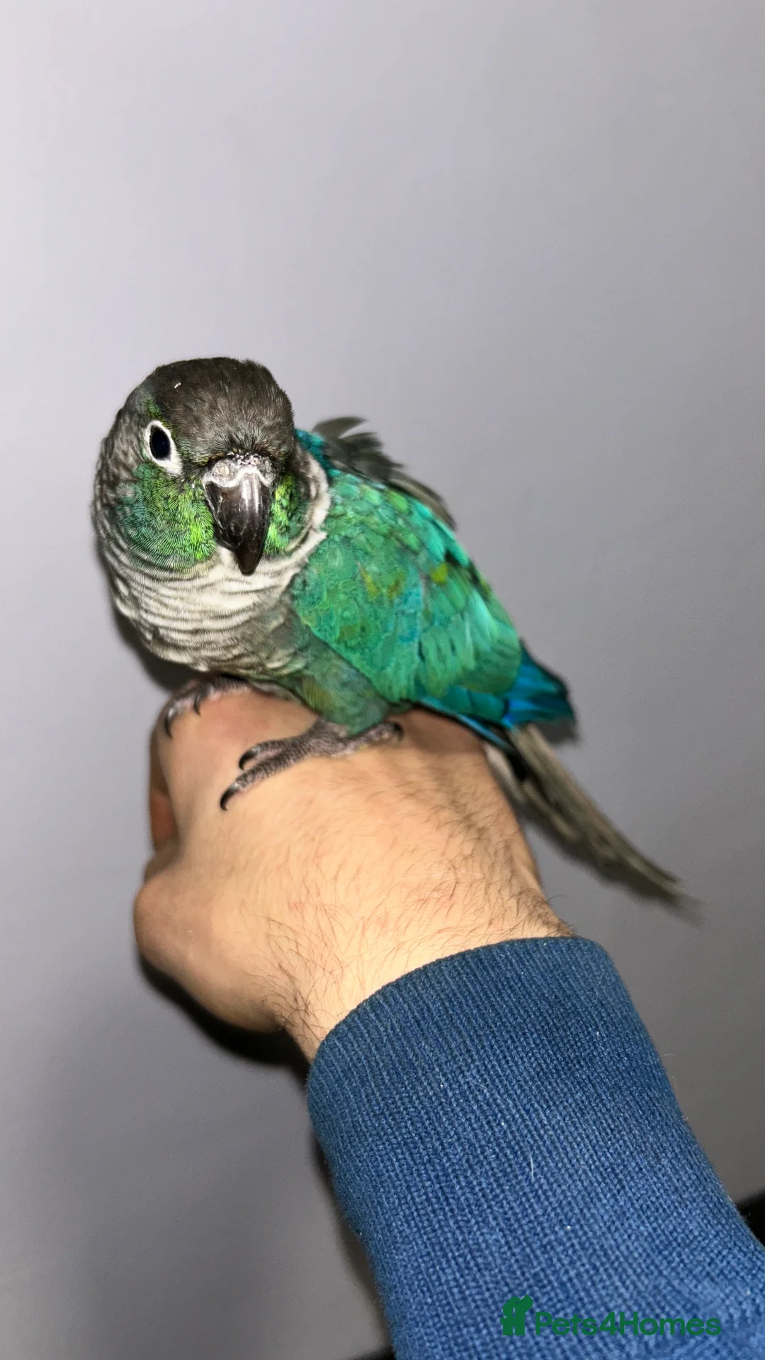 Conures birds for sale: Tame proven male turquoise conure with DNA - Advert 2