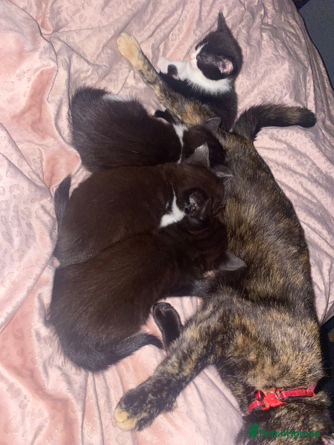 American Shorthair cats for sale: Beautiful kittens - Advert 2