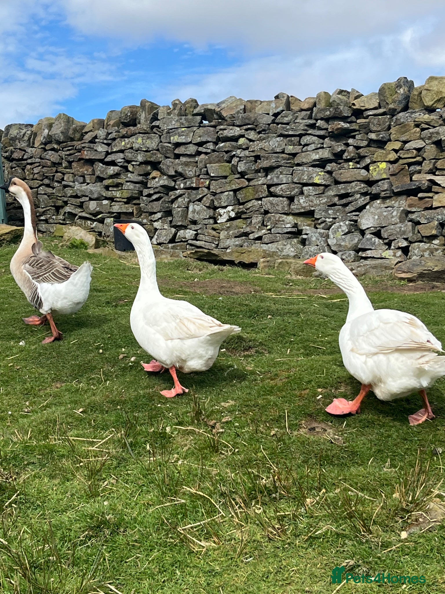 Geese poultry for sale:  Trio of Geese/2 males & 1 Female (All Bonded) - Advert 1