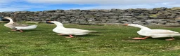 Geese poultry for sale:  Trio of Geese/2 males & 1 Female (All Bonded) - Advert 1