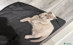 Scottish Fold cats for sale: Scottish Fold - Image 14
