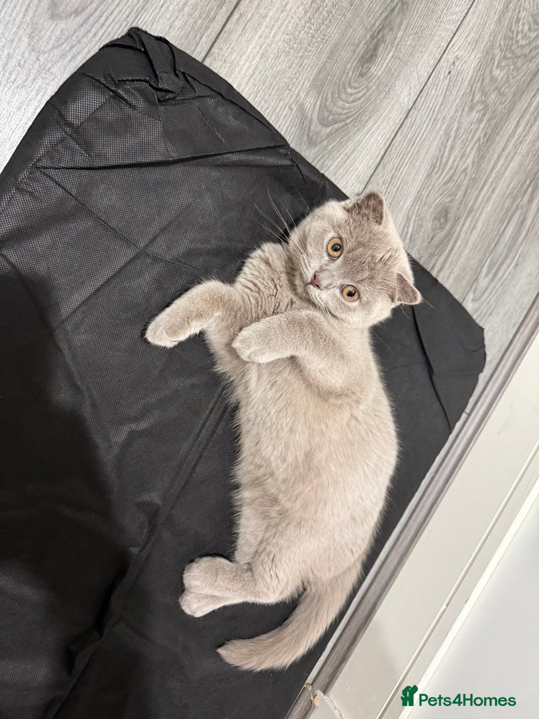 Scottish Fold cats for sale: Scottish Fold - Image 14