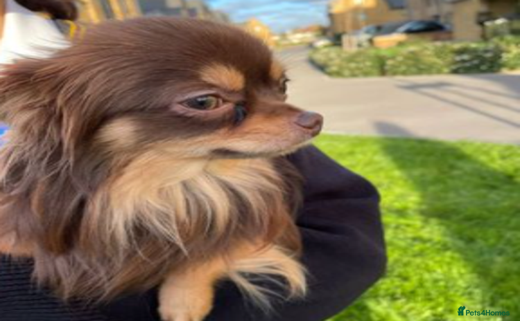 Chihuahua dogs in Surbiton - Advert 3