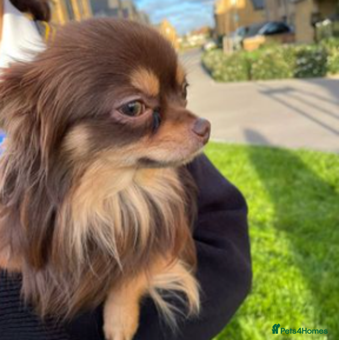 Chihuahua dogs for stud: Long coat chihuahua for stud (not for sale). in Surbiton - Image 1