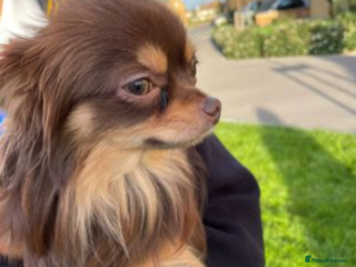 Chihuahua dogs in Surbiton - Advert 34