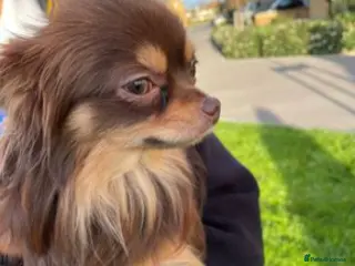 Chihuahua dogs Long coat chihuahua for stud (not for sale). in Surbiton - Advert 1