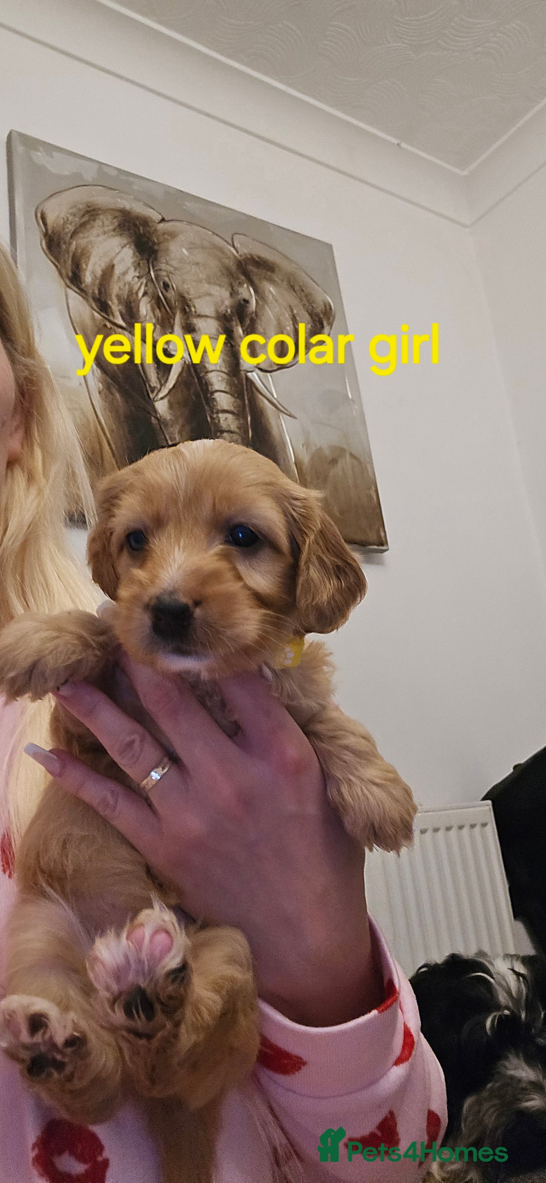 Cockapoo dogs for sale: 7 f2 cockapoos - Advert 25
