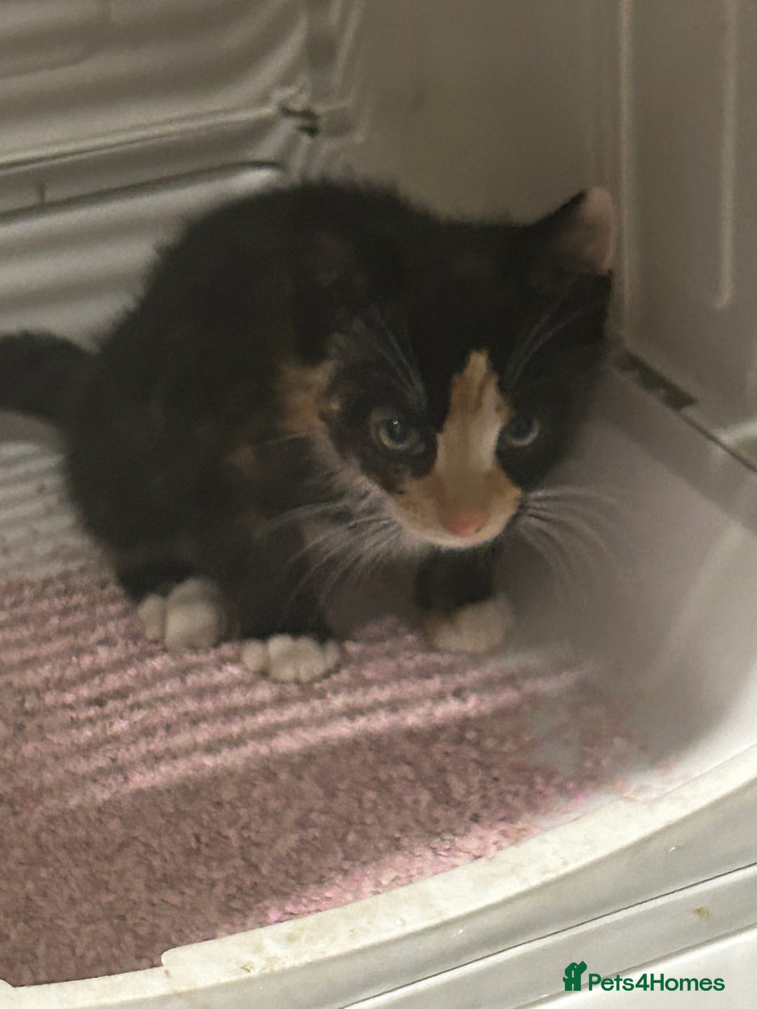 Mixed Breed cats for sale: Kittens for sale - Advert 6