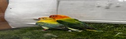 Lovebirds birds for sale: Beautiful mutation fisher opline lovebirds   - Advert 13