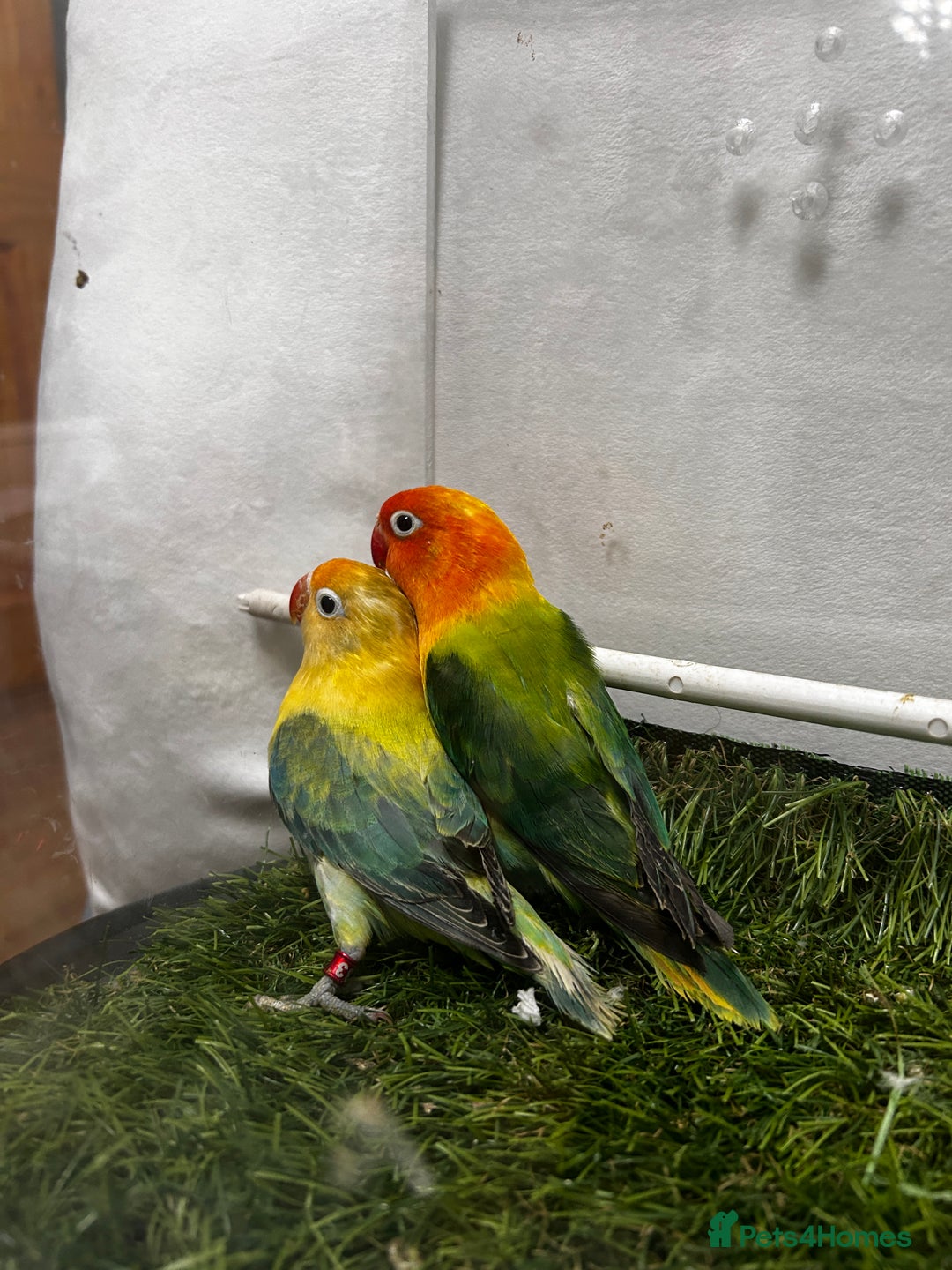 Lovebirds birds for sale: Beautiful mutation fisher opline lovebirds   - Advert 13