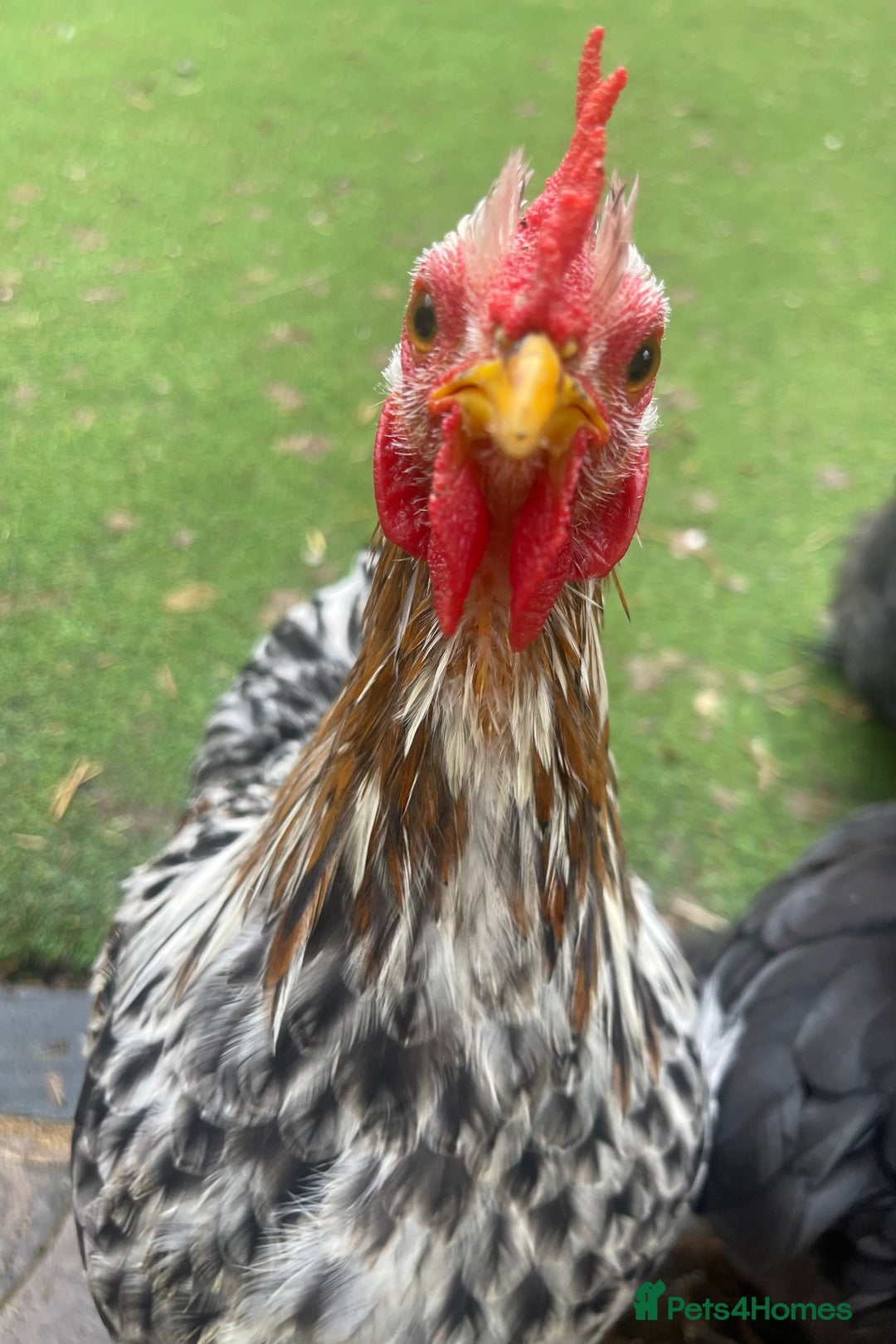 Chickens poultry for sale: Pekin Bantam Hens & Cockerels - Advert 4