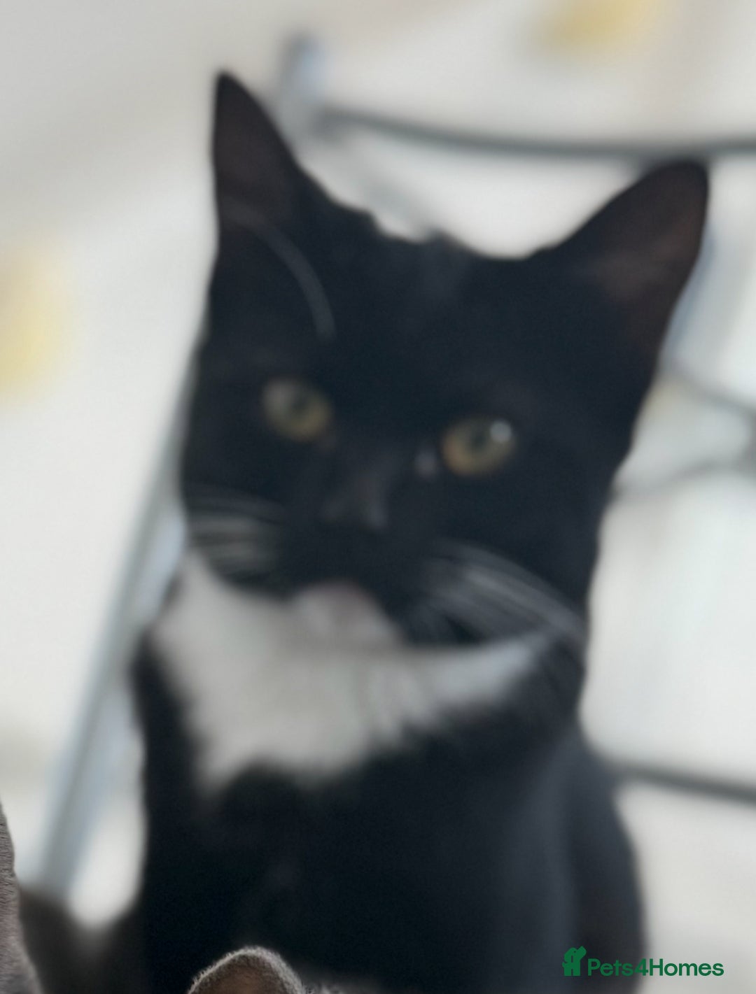 Mixed Breed cats for sale: Two 8 month beautiful sisters🤍 - Image 6