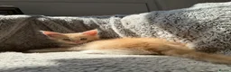 Maine Coon cats for sale: Long faced Maine Coon Kittens - Advert 12