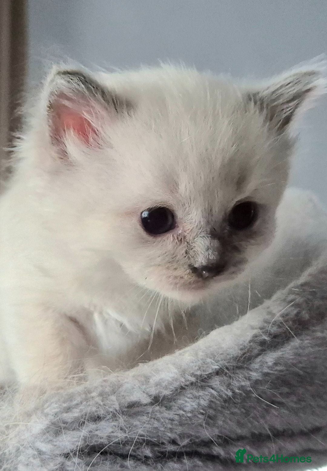 Ragdoll cats 💙 Blue Point Ragdolls – Reservations Open 💙 - Advert 1