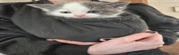 Mixed Breed cats for sale: Ragdoll cross kittens  in Bournemouth - Advert 6