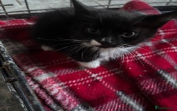 Mixed Breed cats for sale: 6 mixed breed kittens - Image 5