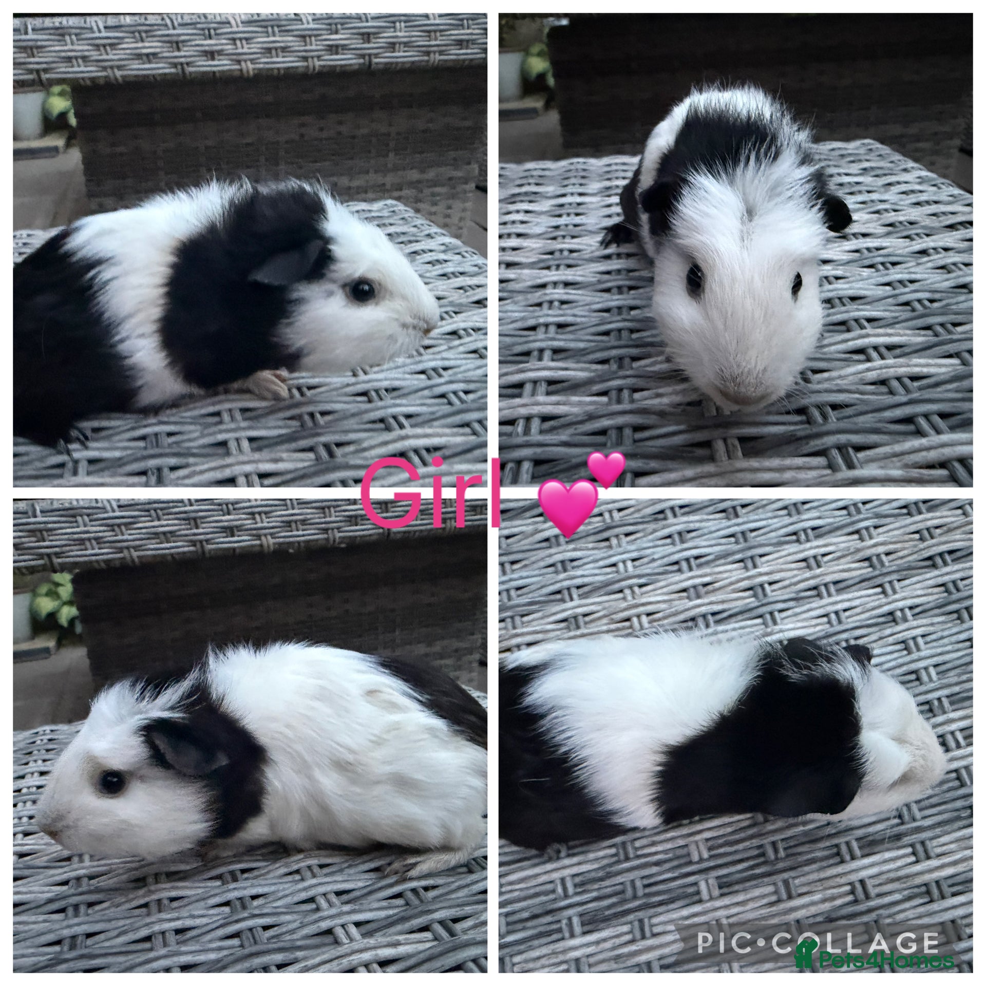 Guinea Pig rodents 3 female guinea pigs for new homes  - Advert 2