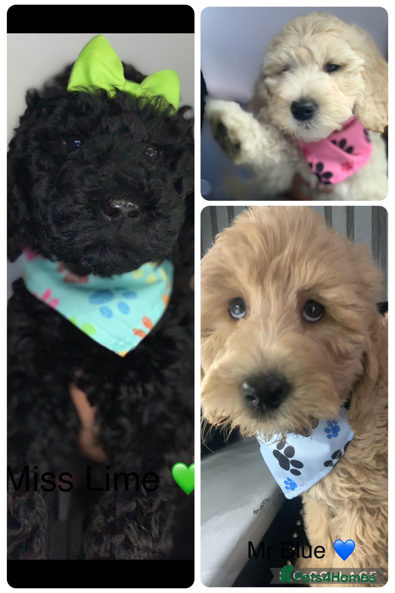 Double Doodle dogs Labradoodle  - Advert 1