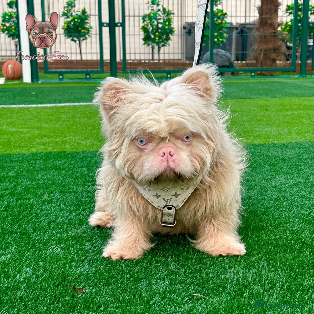 French Bulldog dogs for sale: FullLitter of Stunnig Floodles  - Advert 2