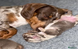 Miniature Dachshund dogs for sale: Beautiful kc mini dachshunds  - Image 26