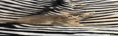 Tabby grey girl 
