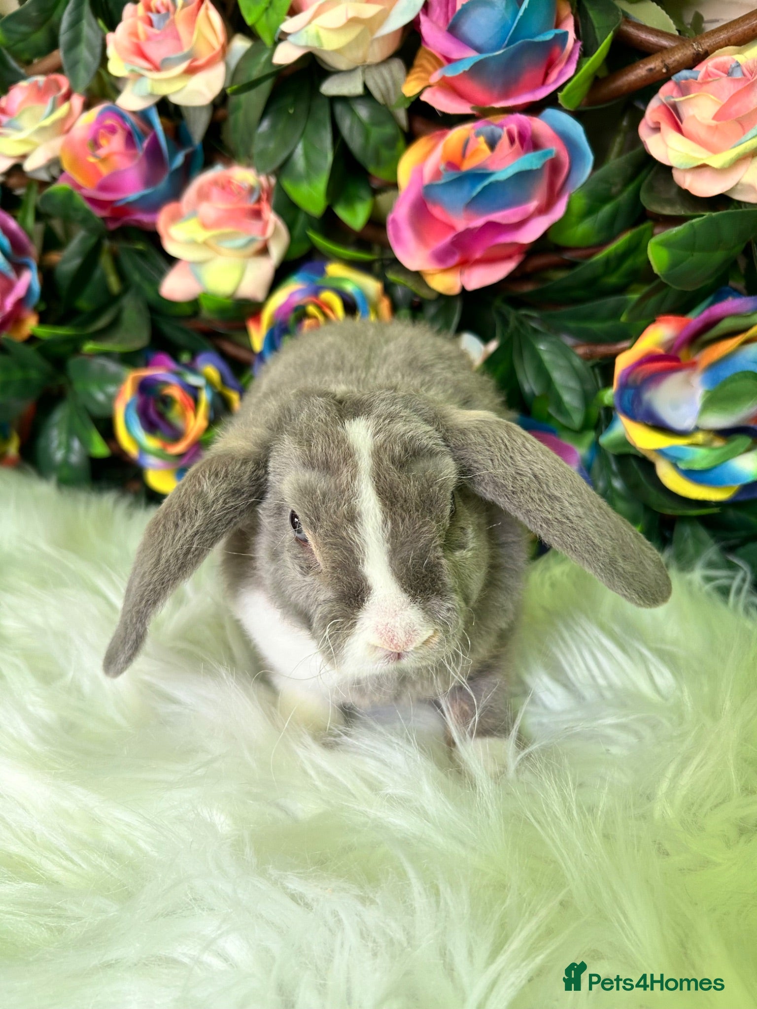Mini Lop rabbits 🦋 Mini plush lop Babys 🦋 - Advert 1