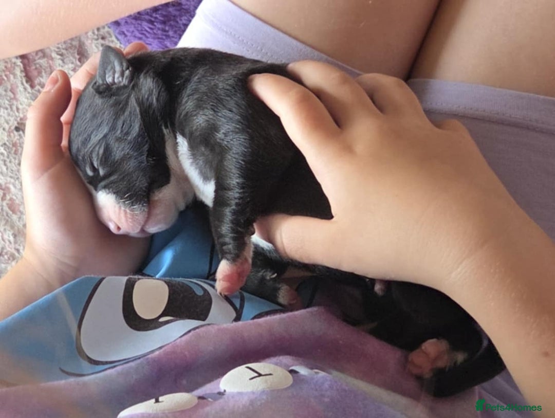 Mixed Breed dogs for sale: American bull staffs available in October  - Image 13
