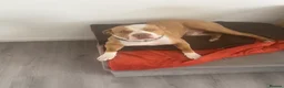 American Bully dogs for stud: Standard American bully for stud  - Advert 2
