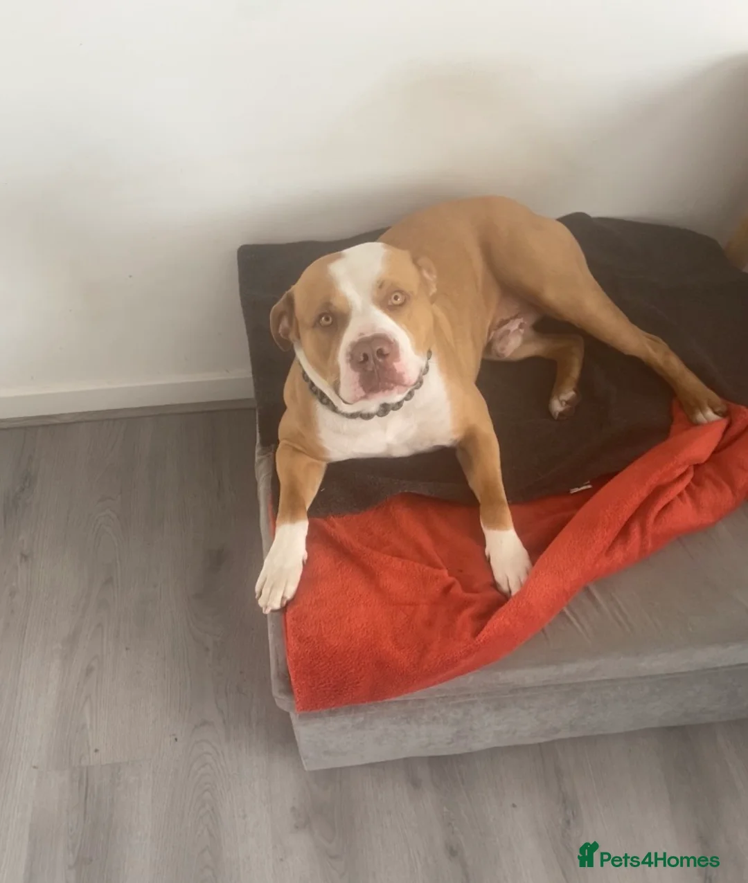 American Bully dogs for stud: Standard American bully for stud  - Advert 2