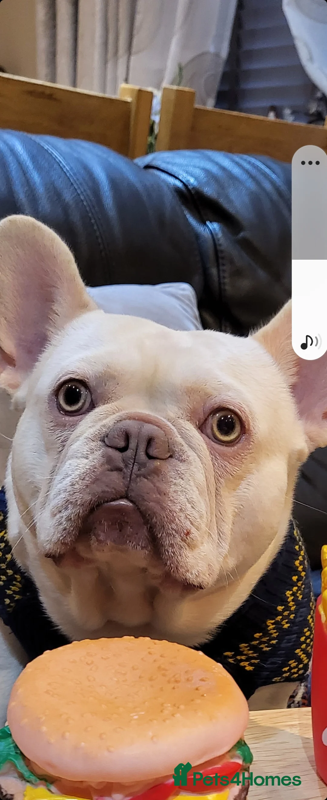 French Bulldog dogs for stud: Amazing structure and quality ‼️ in Ebbw Vale - Advert 11