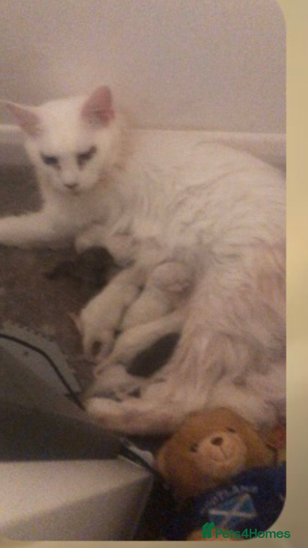 Maine Coon cats for sale: White Maine Coon GCCF - Image 16