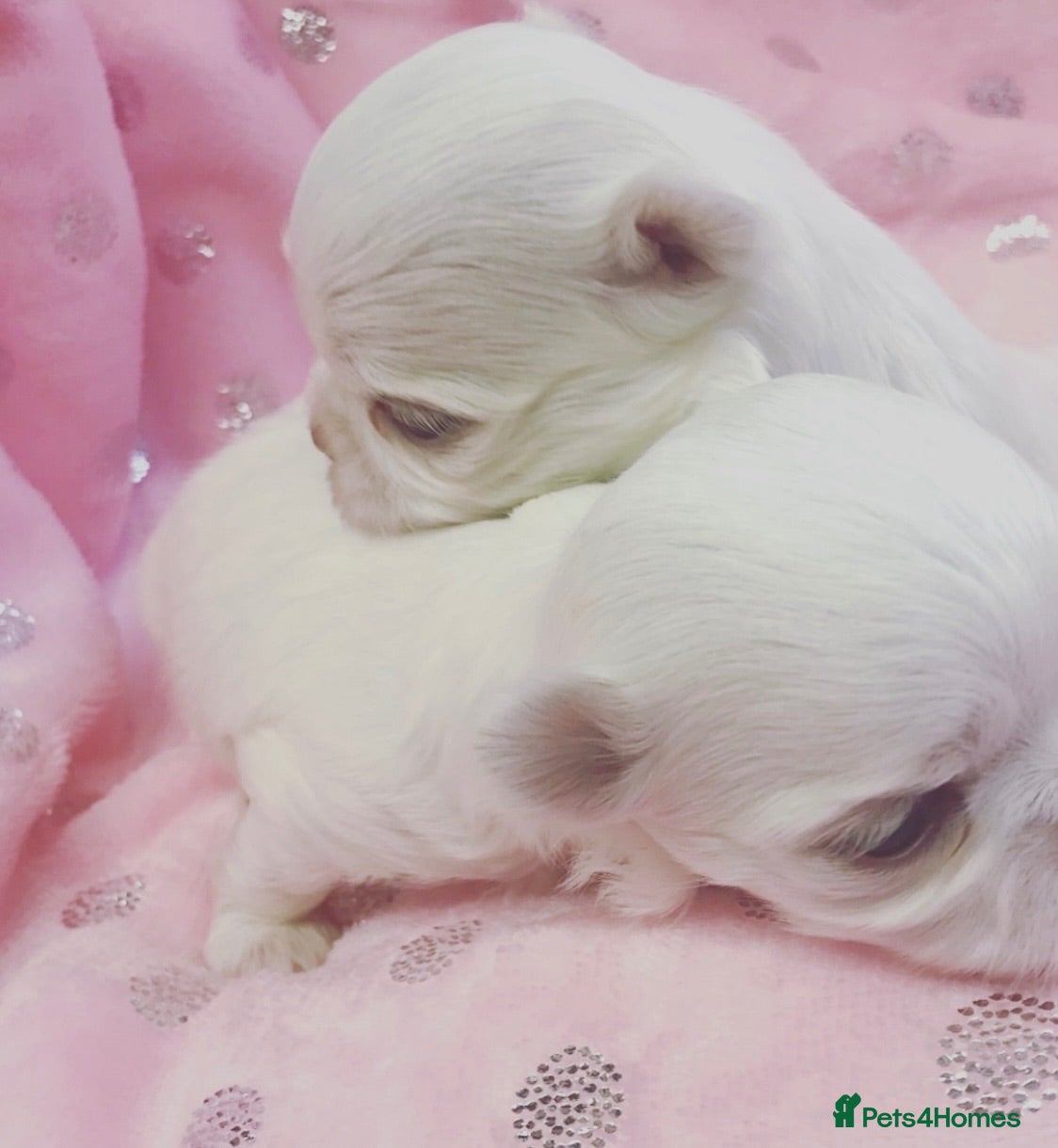 Maltese dogs Bambelina~ Simply The Best~ Korean Maltese - Advert 1