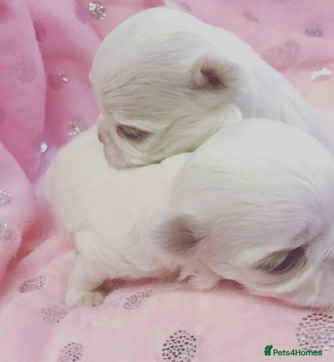 Maltese dogs for sale: Bambelina~ Simply The Best~ Korean Maltese - Advert 2