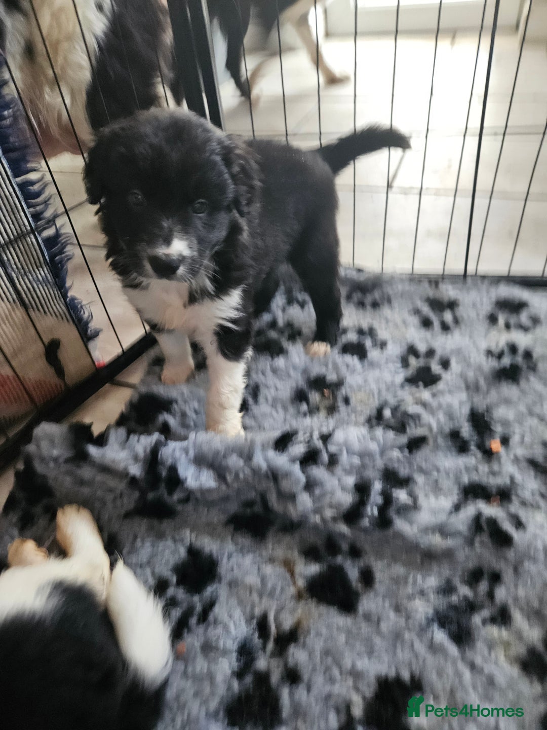 Border Collie dogs for sale: 5 border collie pups - Image 12