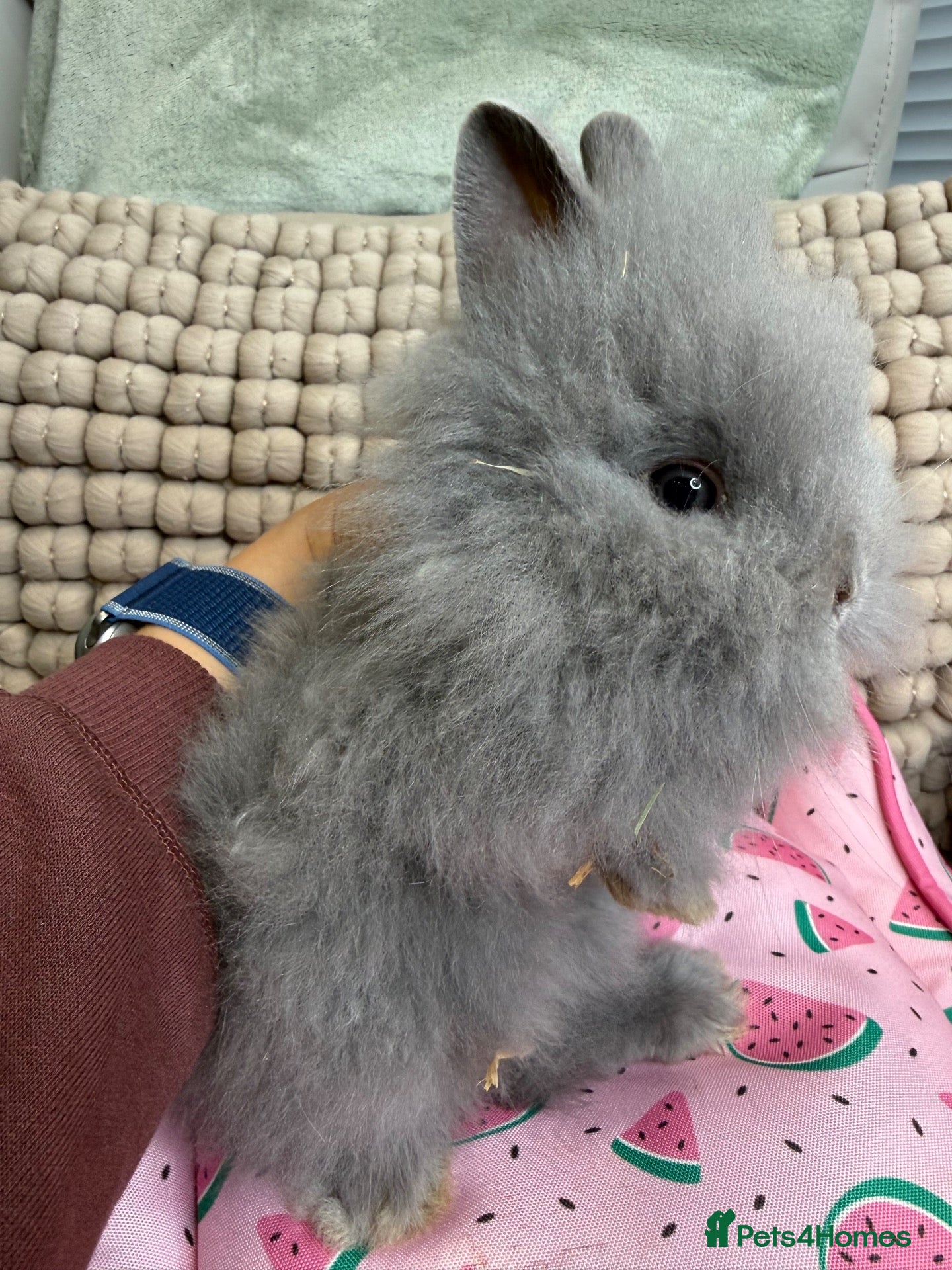 Lionhead rabbits LILAC DOE LEFT PureBredDouble Mane Lionhead - Advert 2