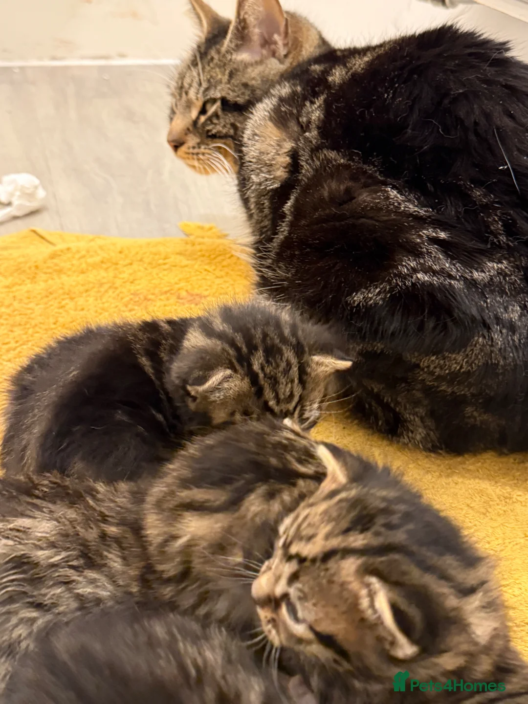 Mixed Breed cats for sale: 4 beautiful kittens available  - Advert 2