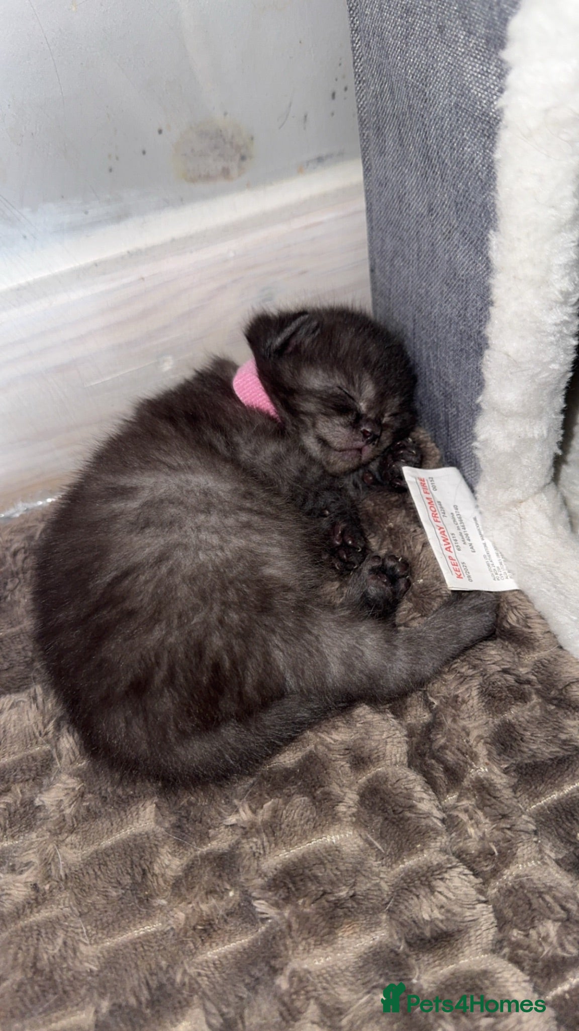 Ragdoll cats Ragdoll X BSH last female available  - Advert 18